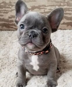 Frenchie