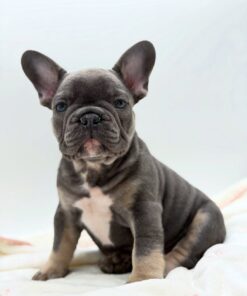 Milo