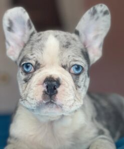 Alternative view of Coco
