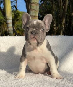 Roxie