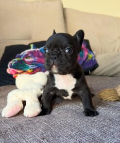 Rango